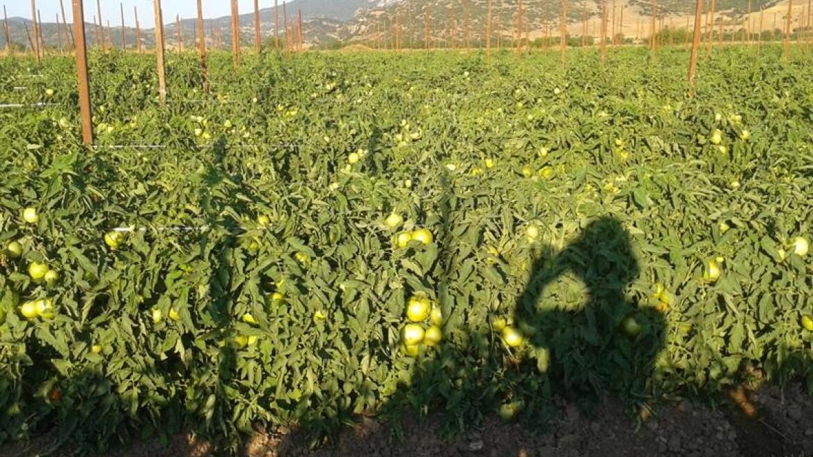 «Δίδυμο» είχε ρημάξει τα αγροκτήματα στην Aρτα