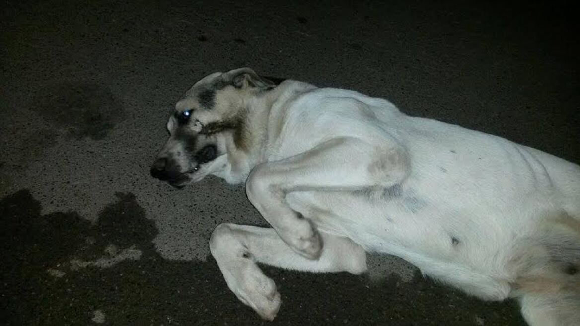 Πυροβόλησαν σκύλο στο στόμα στα Καλάβρυτα!