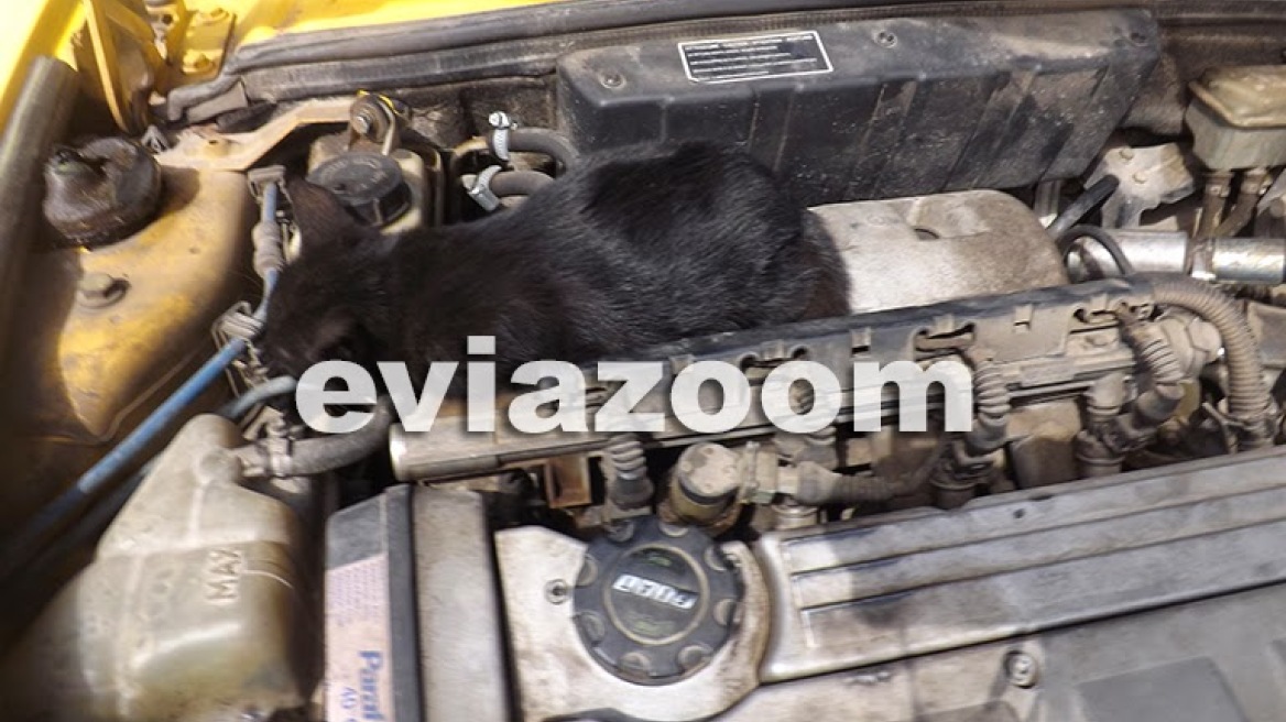 Ανοιξε το καπό του αυτοκινήτου και βρήκε μέσα μια μαύρη γάτα...