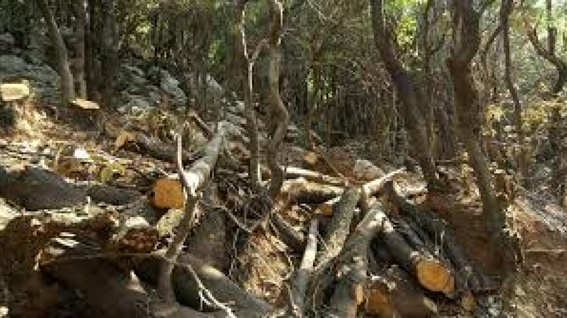 Είχαν κόψει άλλους 80 τόνους ξύλα οι λαθροϋλοτόμοι