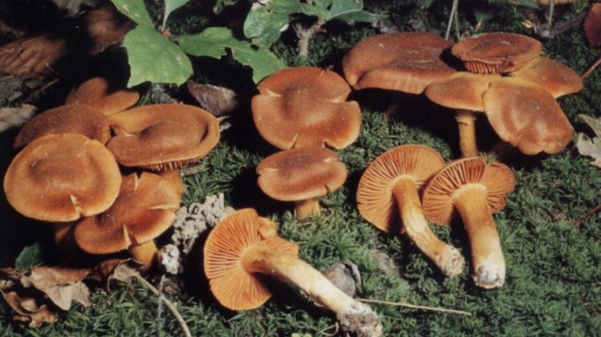 Θεσσαλονίκη: Πέθανε η 44χρονη που έφαγε δηλητηριώδη μανιτάρια