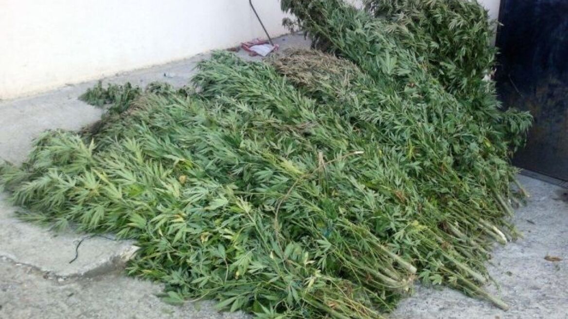 Κρήτη: Χασισόδεντρα και κλοπιμαία στην κατοχή 28χρονου