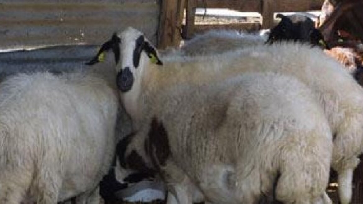 Σκότωσε τα πρόβατα και έκλεψε τα αρνιά!