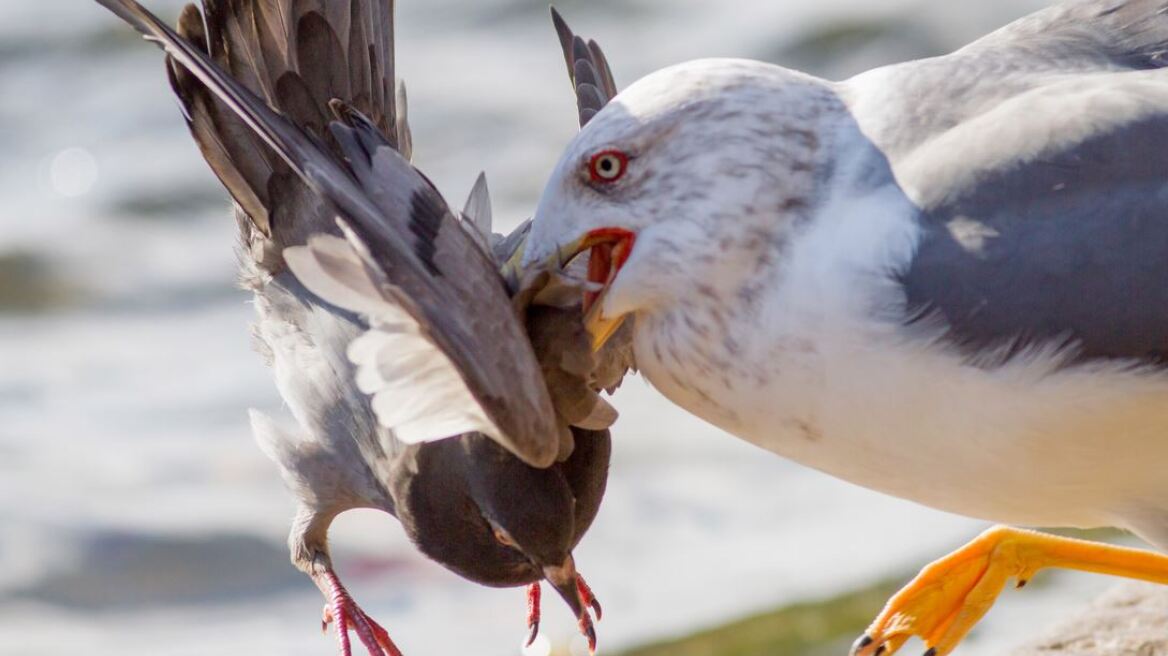Γλάρος - εξολοθρευτής περιστεριών ζει στο Λονδίνο!