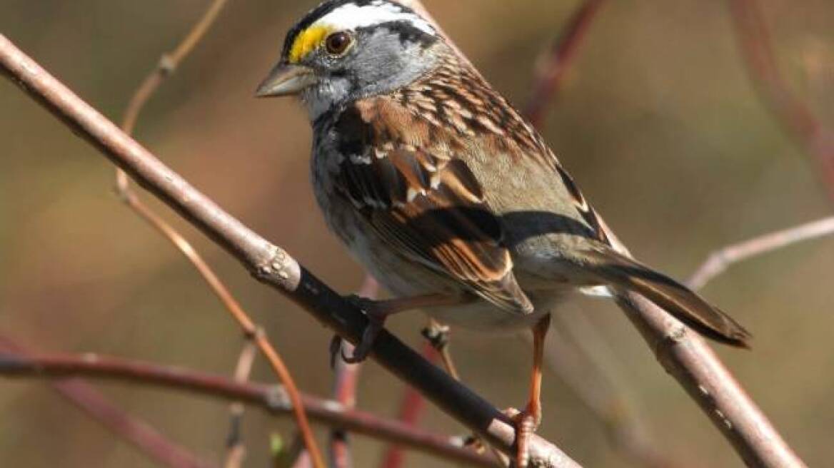 Στήνουν παγίδες για να πιάσουν σπουργίτια στη Ρόδο!