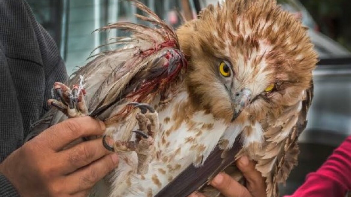 Εσωσαν την τελευταία στιγμή φιδαετό