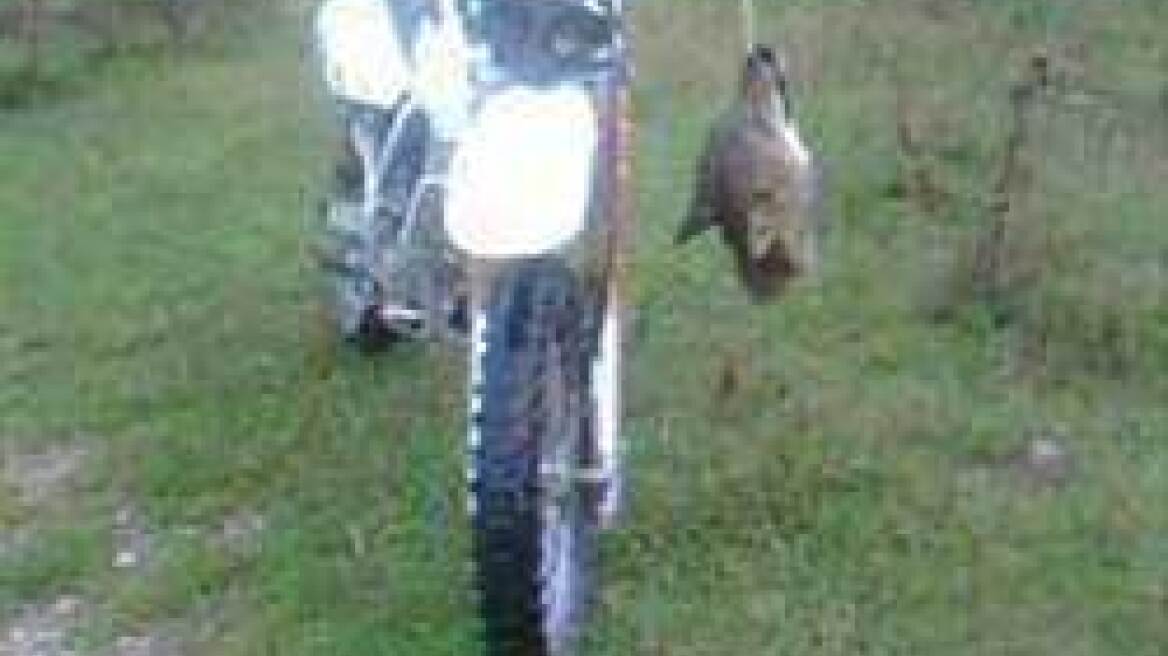 Αποκεφάλισαν λύκο και ανέβασαν φωτογραφίες στο facebook!