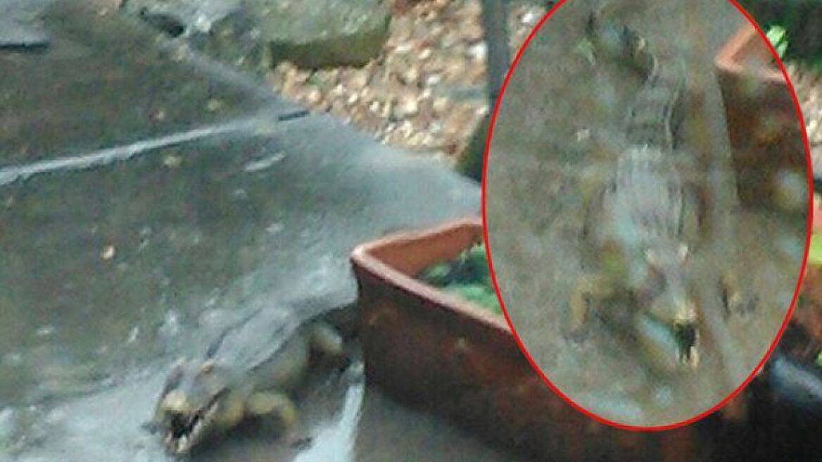 Κάλεσε την αστυνομία να «συλλάβει κροκόδειλο» από τον κήπο της!