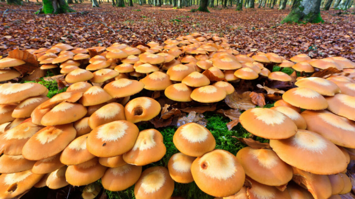 Συμμορίες... μανιταριών; Κι όμως υπάρχουν!