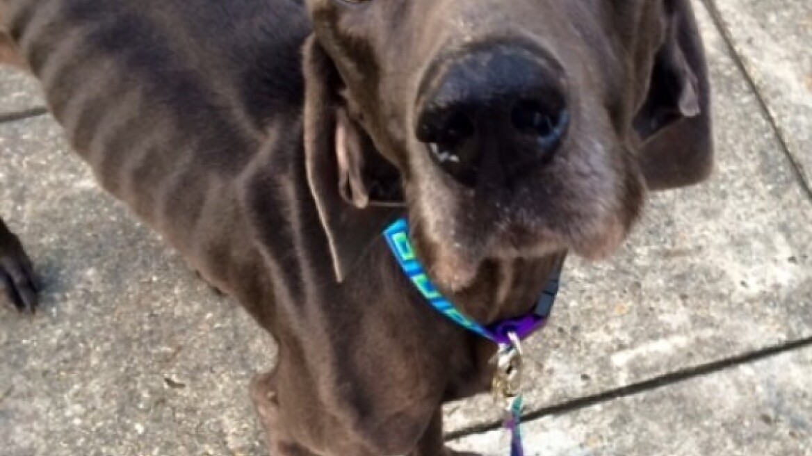 Σκυλάκι επιβίωσε τρώγοντας πέτρες και βλαστούς! 