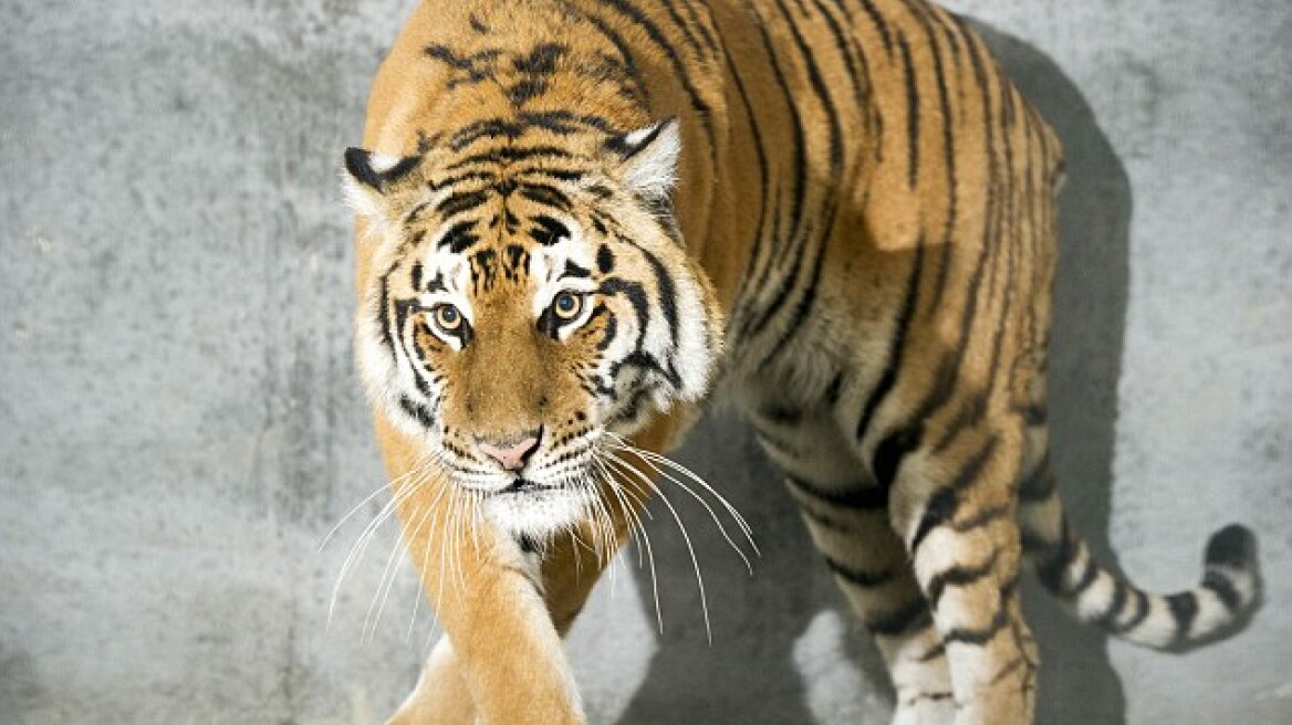 Τον δίκασαν επειδή νόμιζαν ότι είχε βίντεο γυναίκας που έκανε σεξ με... τίγρη!