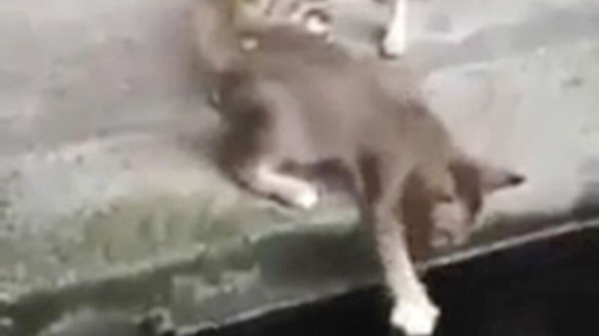 Ιαπωνία: Δείτε πώς ένα ψάρι τράβηξε γάτα στο νερό λίμνης!