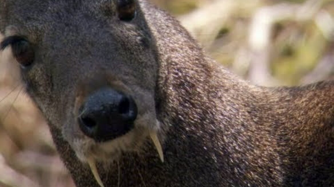 Σπάνιο ελάφι με χαυλιόδοντες εντοπίστηκε μετά από 66 χρόνια!