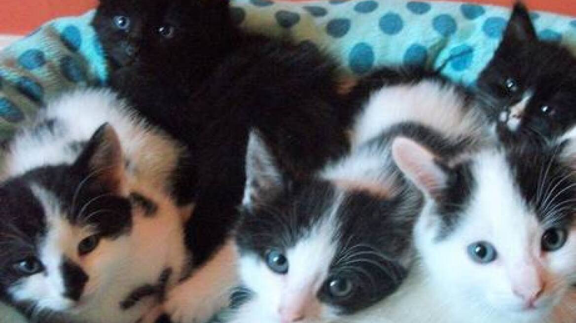 Ζητούνται εθελοντές να αγκαλιάζουν... γατάκια!