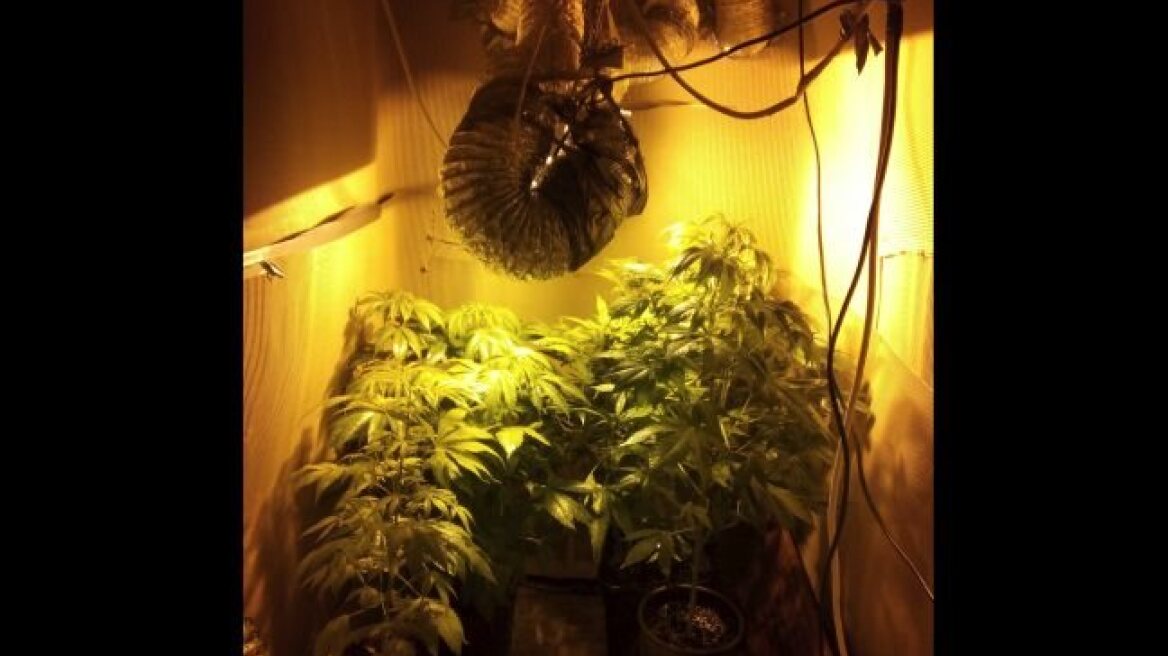 Ρόδος: Καλλιεργούσε κάνναβη σε αυτοσχέδιο θερμοκήπιο