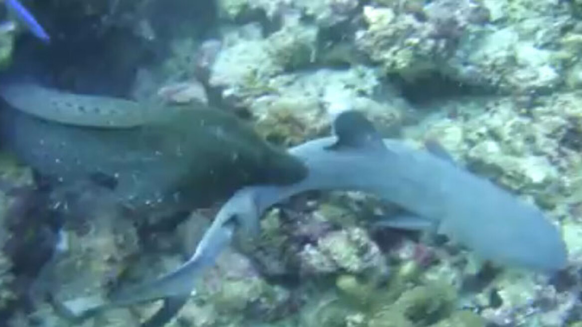 Σμέρνα εναντίον καρχαρία, ποιος είναι θήραμα και ποιος ο κυνηγός 