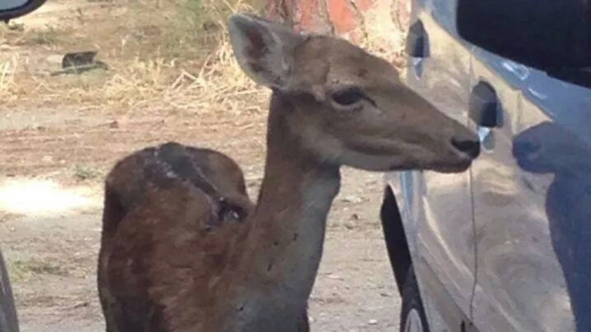 Πυροβόλησαν ελαφάκι στη Ρόδο