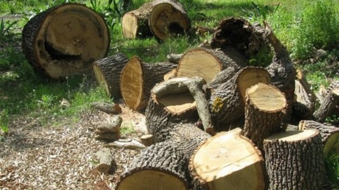 Έκοψε τρεις τόνους ξύλα πριν τον πιάσουν!