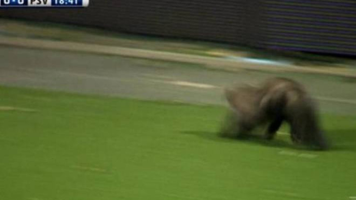 Κουνάβι εισβολέας στο ματς της Αϊντχόφεν