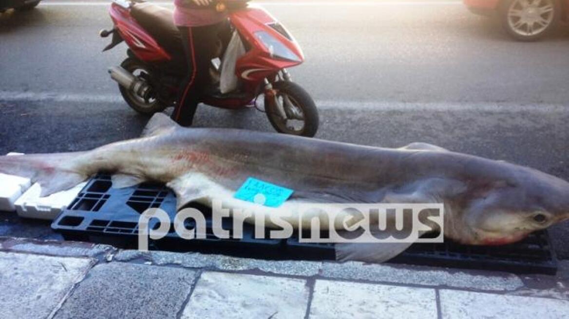 Πύργος: Ψάρεψαν γαλέο μήκους 3,2 μέτρων και 310 κιλών!