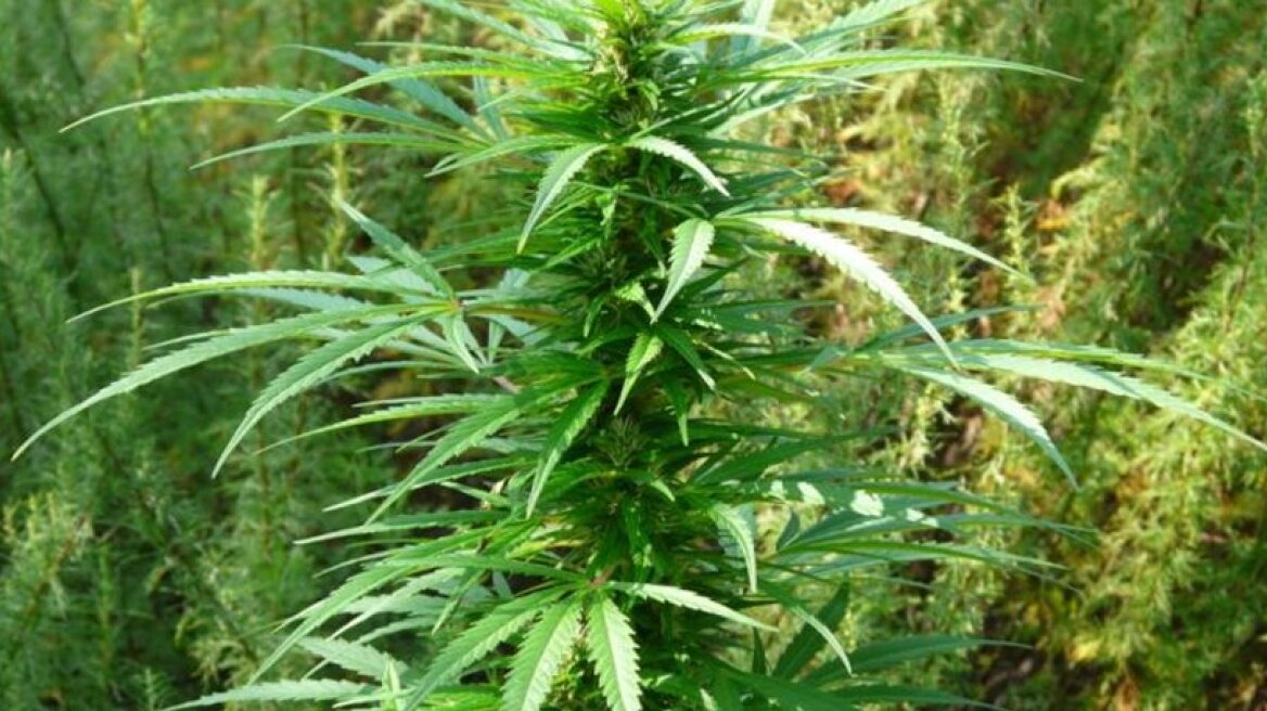 Οικογενειακή επιχείρηση διακίνησης χασίς στη Λάρισα