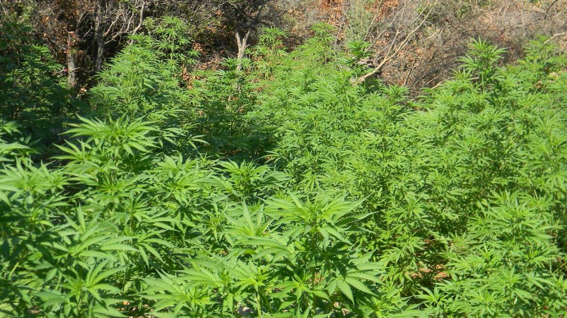 Κρήτη: Βρήκαν τους χασισοκαλλιεργητές δύο χρόνια μετά!