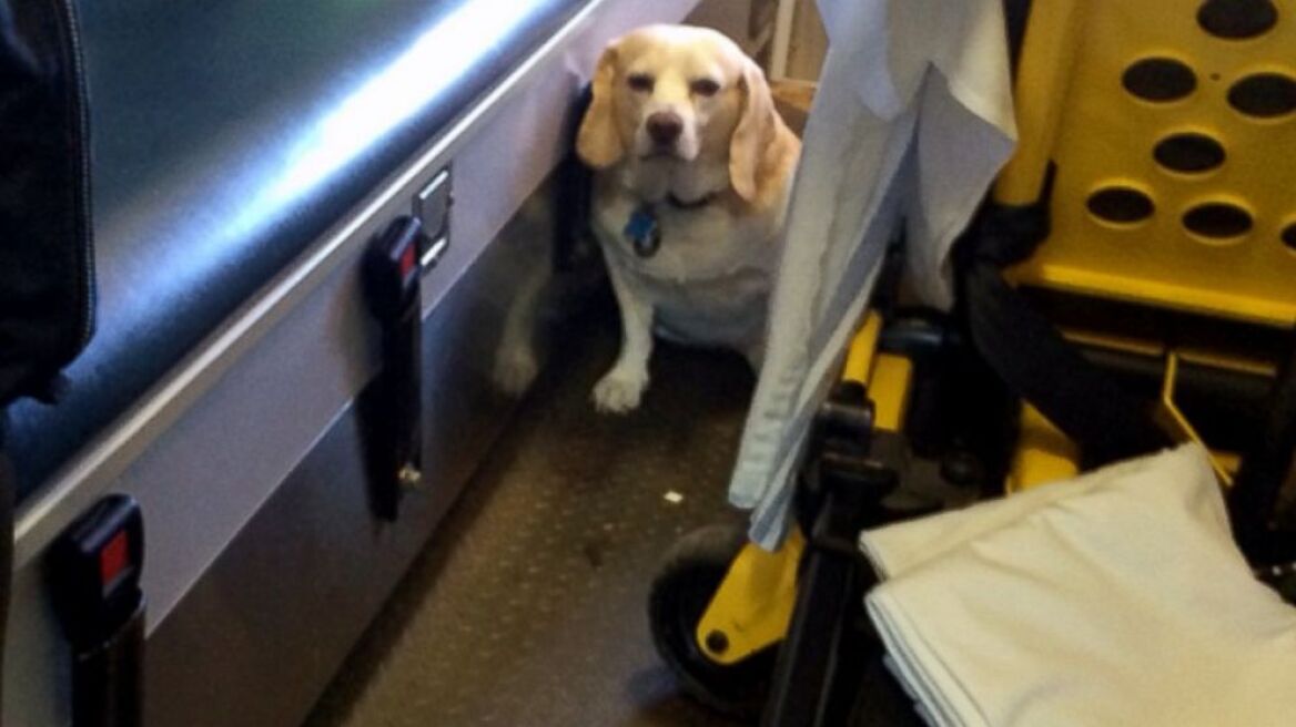 Σκύλος ακολούθησε ασθενοφόρο για 30 χιλιόμετρα επειδή ήταν μέσα το αφεντικό του!