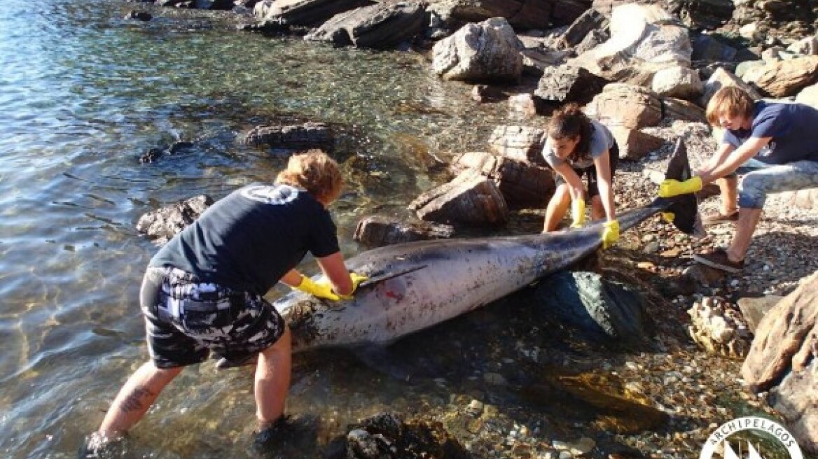 Δελφίνι πνίγηκε από πλαστικά κοντά στη Σάμο