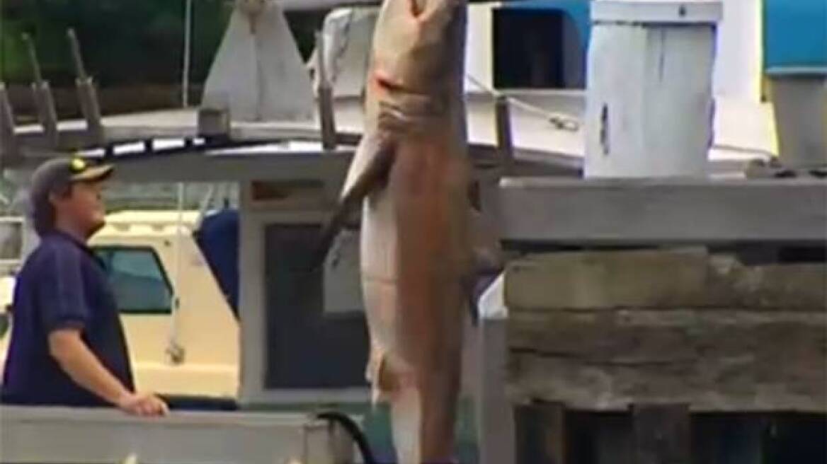 Λευκός καρχαρίας βρέθηκε νεκρός σε παραλία του Σίδνεϊ