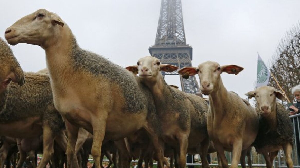 Πρόβατα... διαδήλωσαν κατά των λύκων στον Πύργο του Αιφελ!              