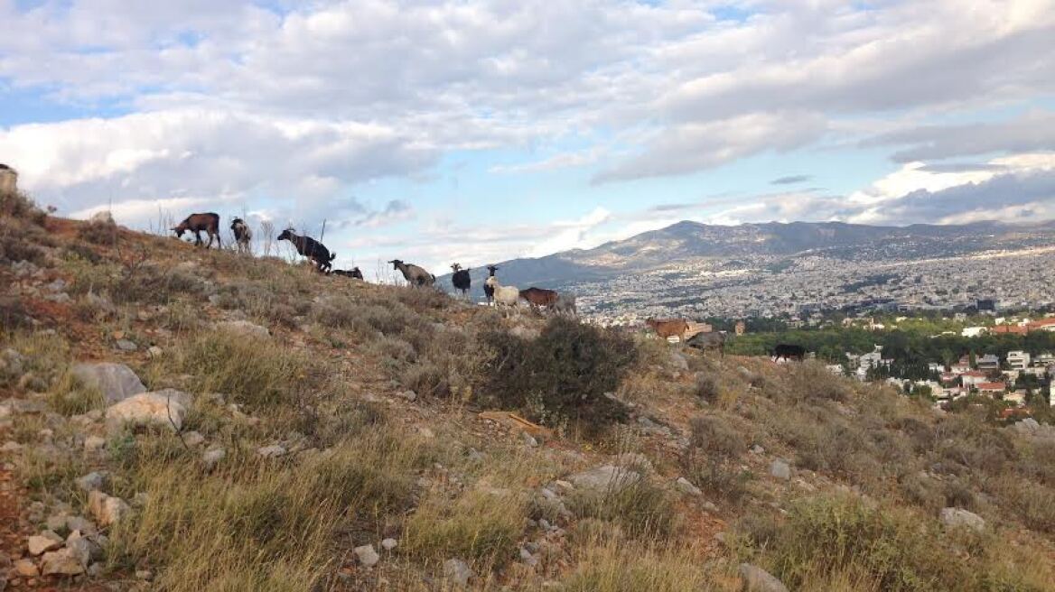 Φωτογραφίες: Χιώτικα κατσίκια στο Ψυχικό…