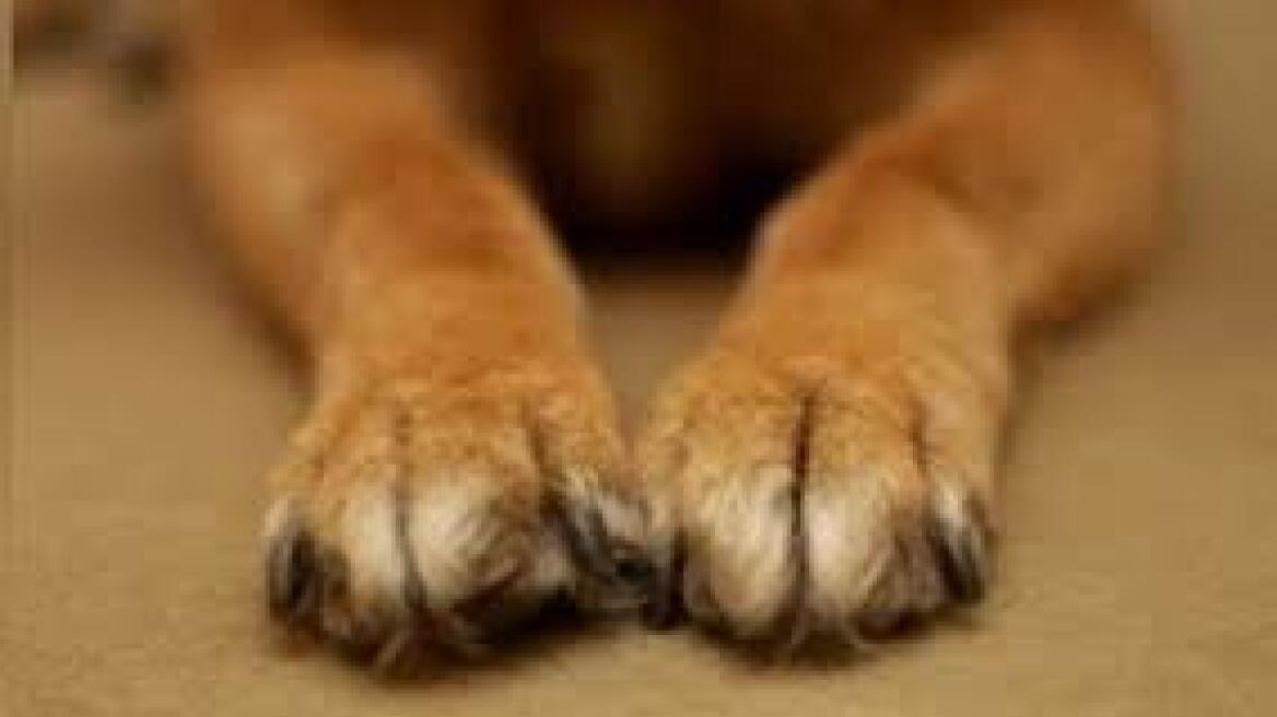 Νεκρά δύο σκυλιά από πυροβολισμούς στην Πρέβεζα