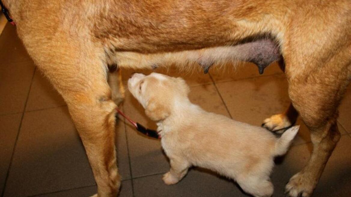 Πυροβόλησαν σκυλίτσα και το κουτάβι της στην Πρέβεζα 