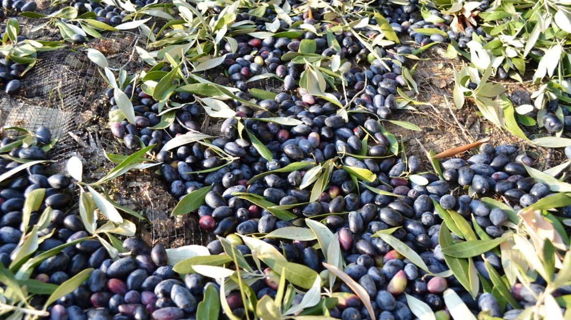 Συνεχίζονται οι κλοπές αγροτικών προϊόντων στην Κορινθία