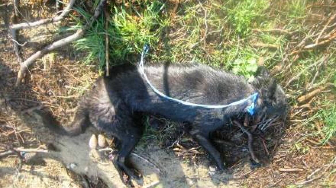 Πύργος: Ασυνείδητος έσερνε σκυλί στο δρόμο επί δύο χιλιόμετρα 