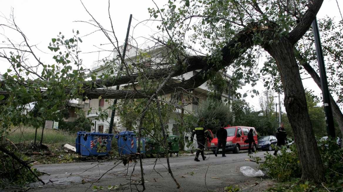 Πάνω από 250 περιστατικά με πεσμένα δέντρα από τους ανέμους μόνο στην Αττική!
