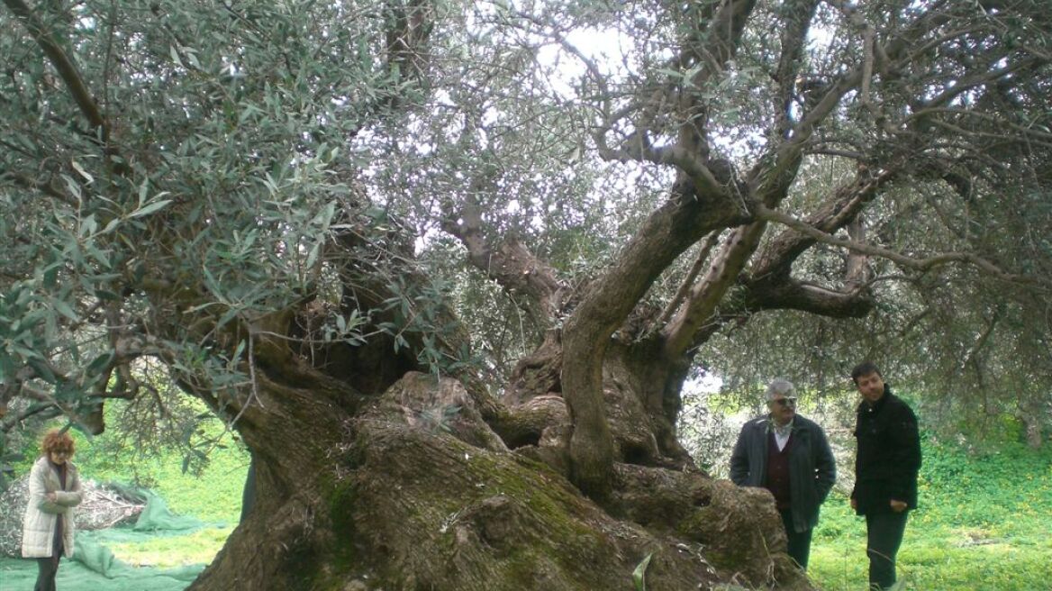 Γύθειο: Άρπαζαν την παραγωγή από ξένους ελαιώνες