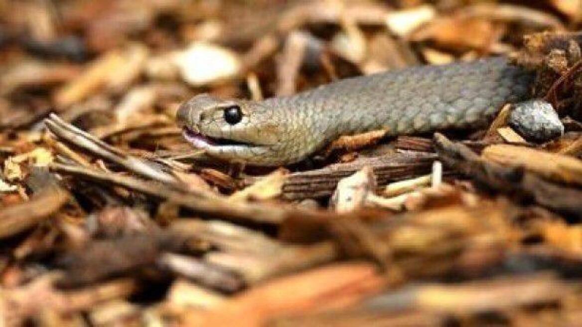 Αυτά είναι τα 5 πιο ισχυρά δηλητήρια στη γη