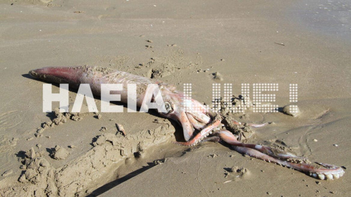 Απίστευτο: Η θάλασσα ξέβρασε «καλαμάρι - γίγας» στο Κατάκολο