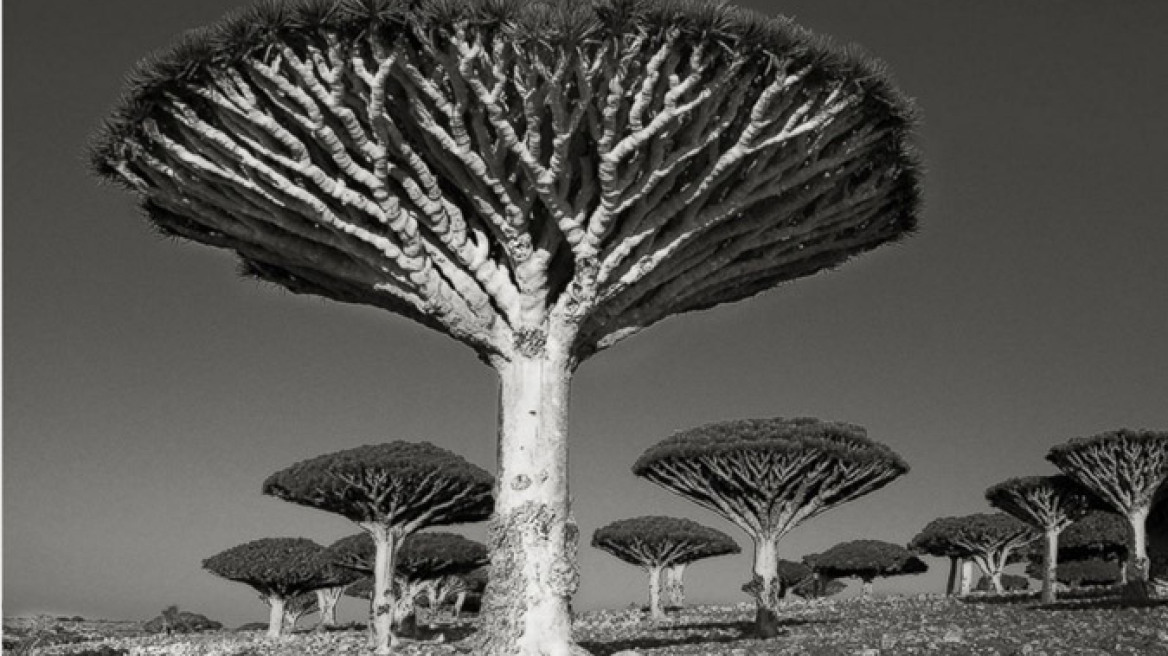 Δείτε τα εννέα αρχαιότερα δέντρα στον κόσμο!