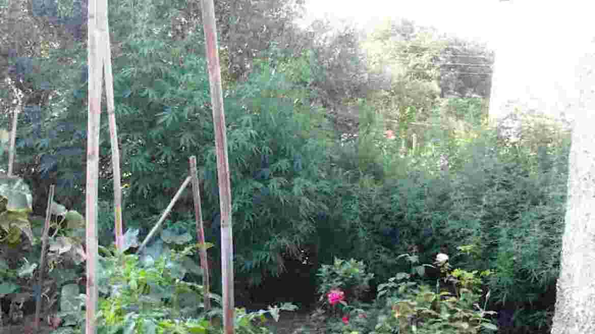 Καλλιεργούσαν χασισοφυτεία στο σπίτι τους στην Καλαμάτα