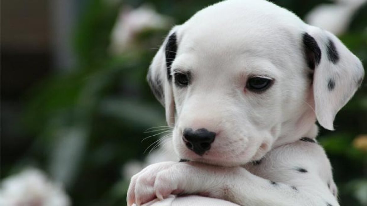 Αλεξανδρούπολη: Καταδίκη 45χρονου που έριξε κουτάβια σε λίμνη