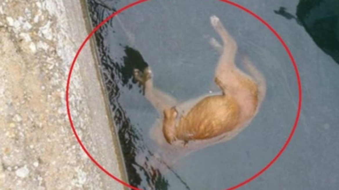 Έπνιξαν σκύλο με θηλιά και τον πέταξαν στην θάλασσα!