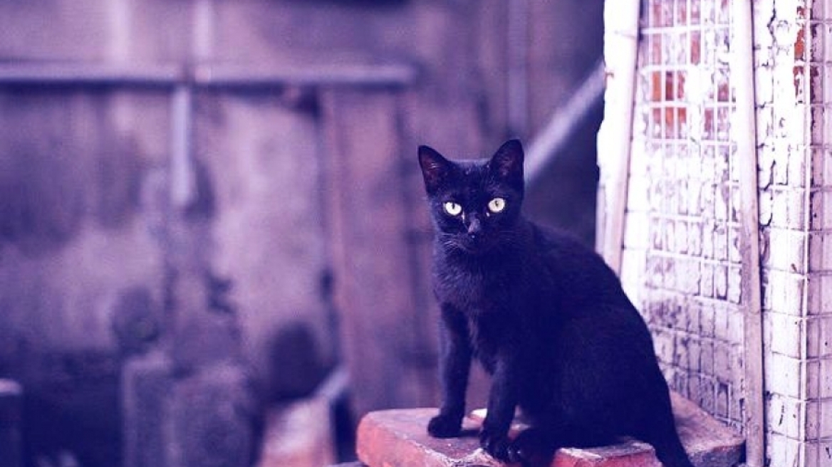 Μαύρη γάτα: προλήψεις και δεισιδαιμονίες