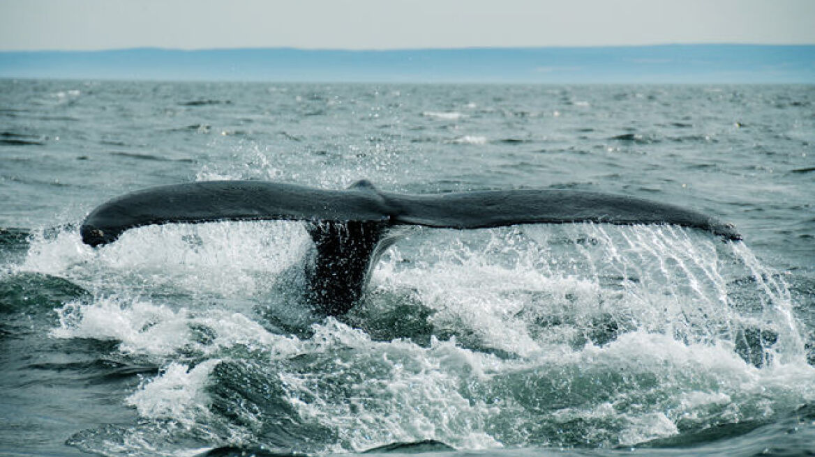 Μεξικό: Φάλαινα σκότωσε καναδή τουρίστρια