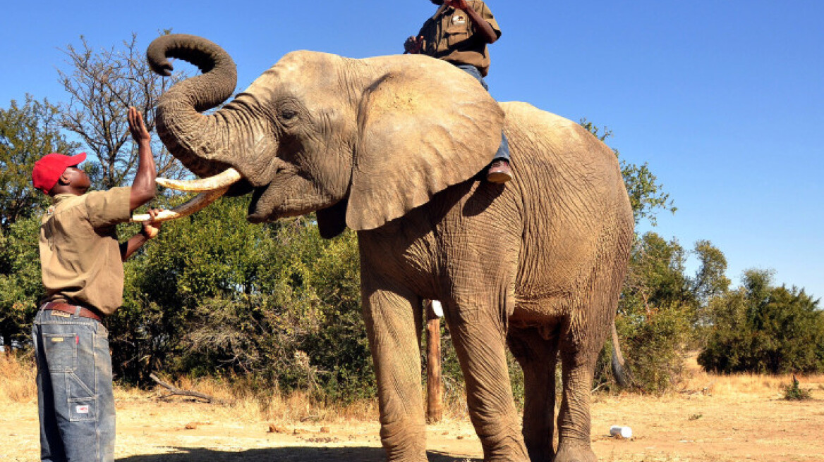 ΗΠΑ: Καλύτερα λαγωνικά οι ελέφαντες!