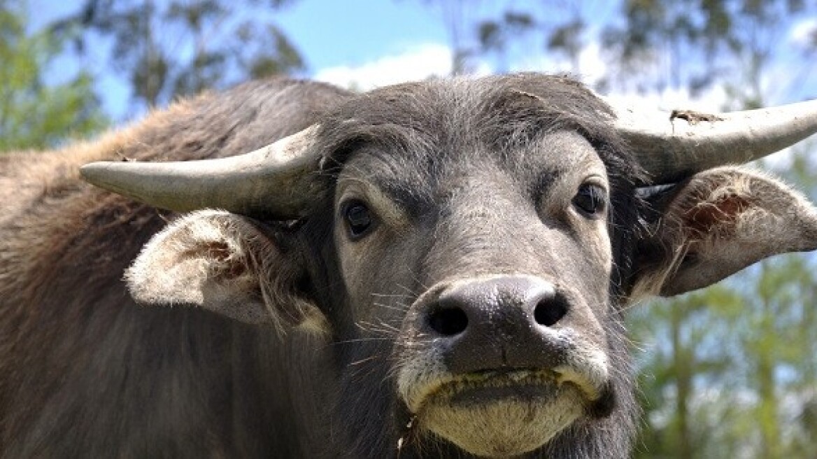 Φιλιππίνες: Βουβάλι έσπειρε τον πανικό - Τραυμάτισε 3 ανθρώπους