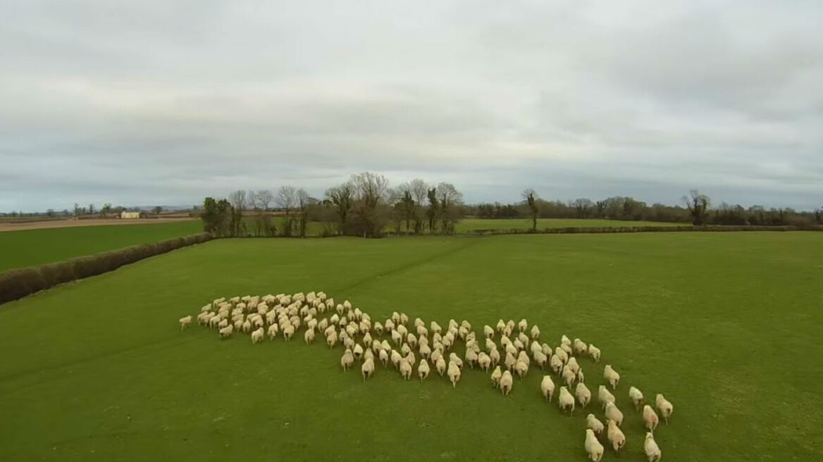 Ιρλανδία: Drone οδηγεί τα πρόβατα, αντί για σκύλο!