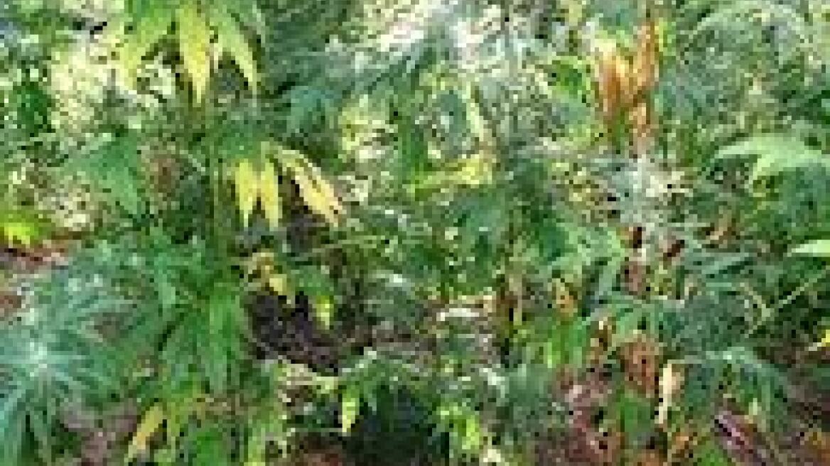 Καλαμάτα: Βρέθηκαν 233 δενδρύλια χασίς