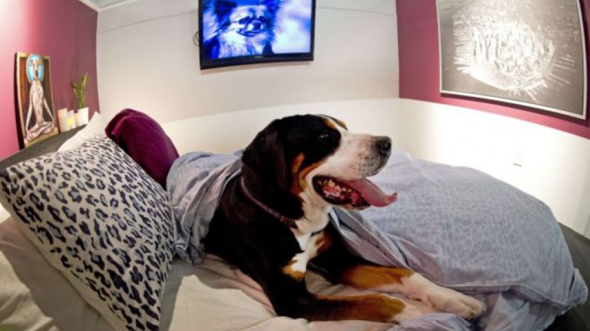 Πόσο μπορεί να κοστίζει μια VIP σουίτα για... σκυλάκια;!